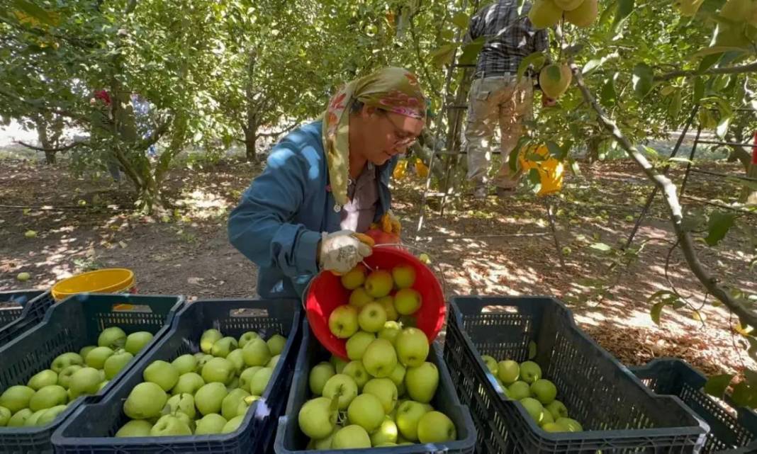 Isparta’da Rekolte Kaybı Yüzde 80’e Ulaştı! Elma Krizi Kapıda 5